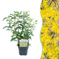 Heesters - Forsythia intermedia Goldrauch  - Bloem Geel - 1 Plant - Bladverliezend - Weinig Onderhoud - Pot 17cm Hoogte 45cm