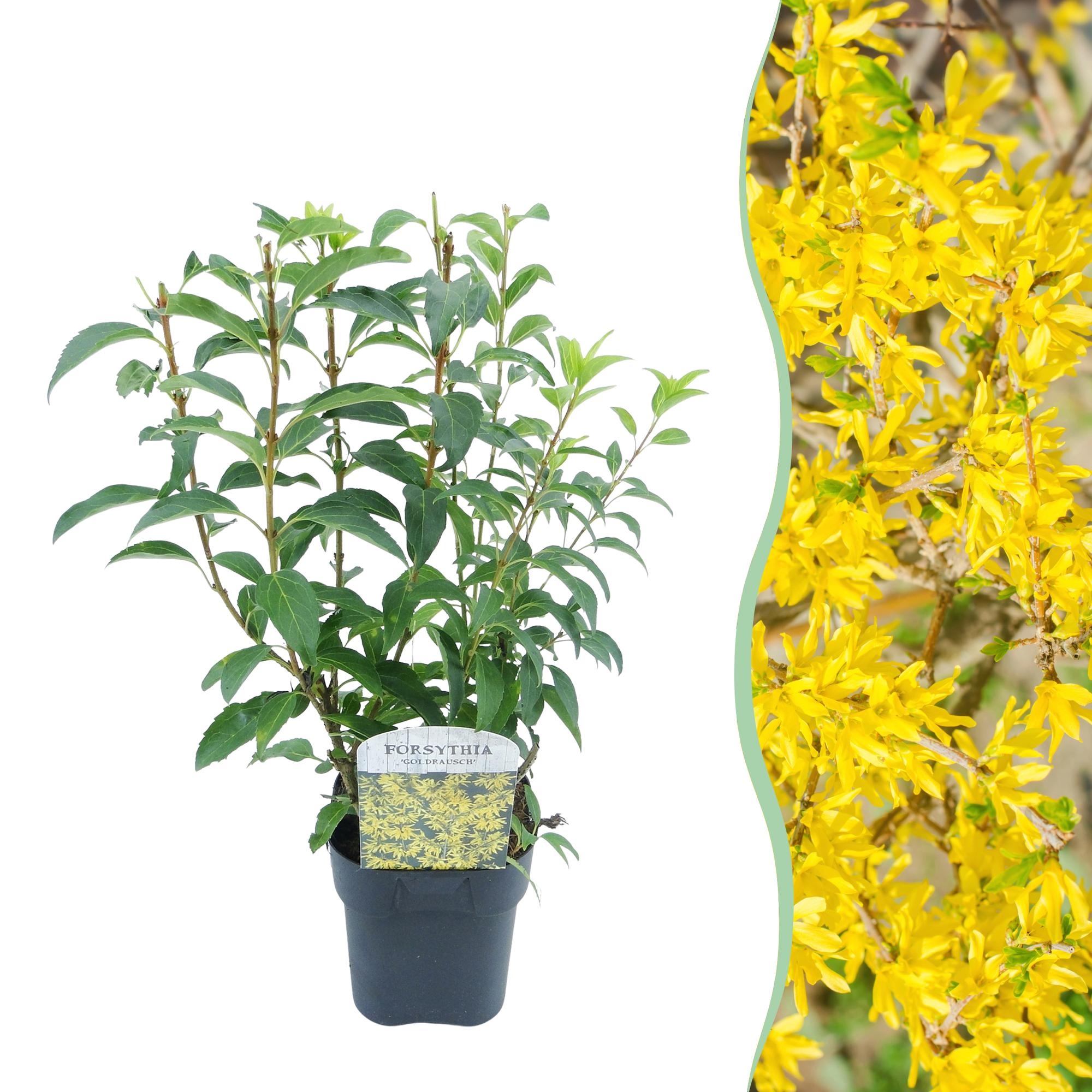 Heesters - Forsythia intermedia Goldrauch  - Bloem Geel - 1 Plant - Bladverliezend - Weinig Onderhoud - Pot 17cm Hoogte 45cm