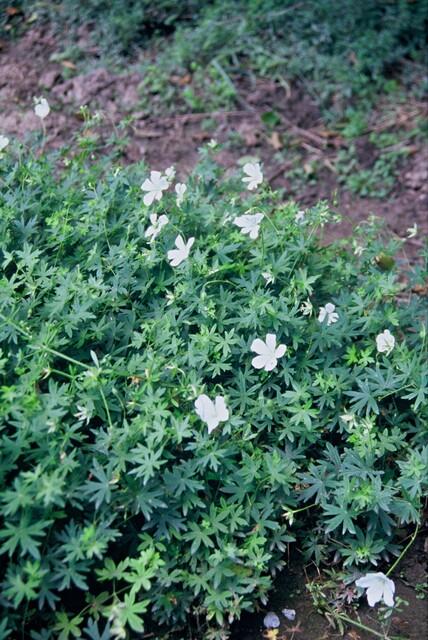 48x Geranium sang. 'Album' - ↕10-25cm - Ø9cm