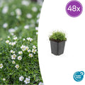 48x Sagina subulata - ↕10-25cm - Ø9cm