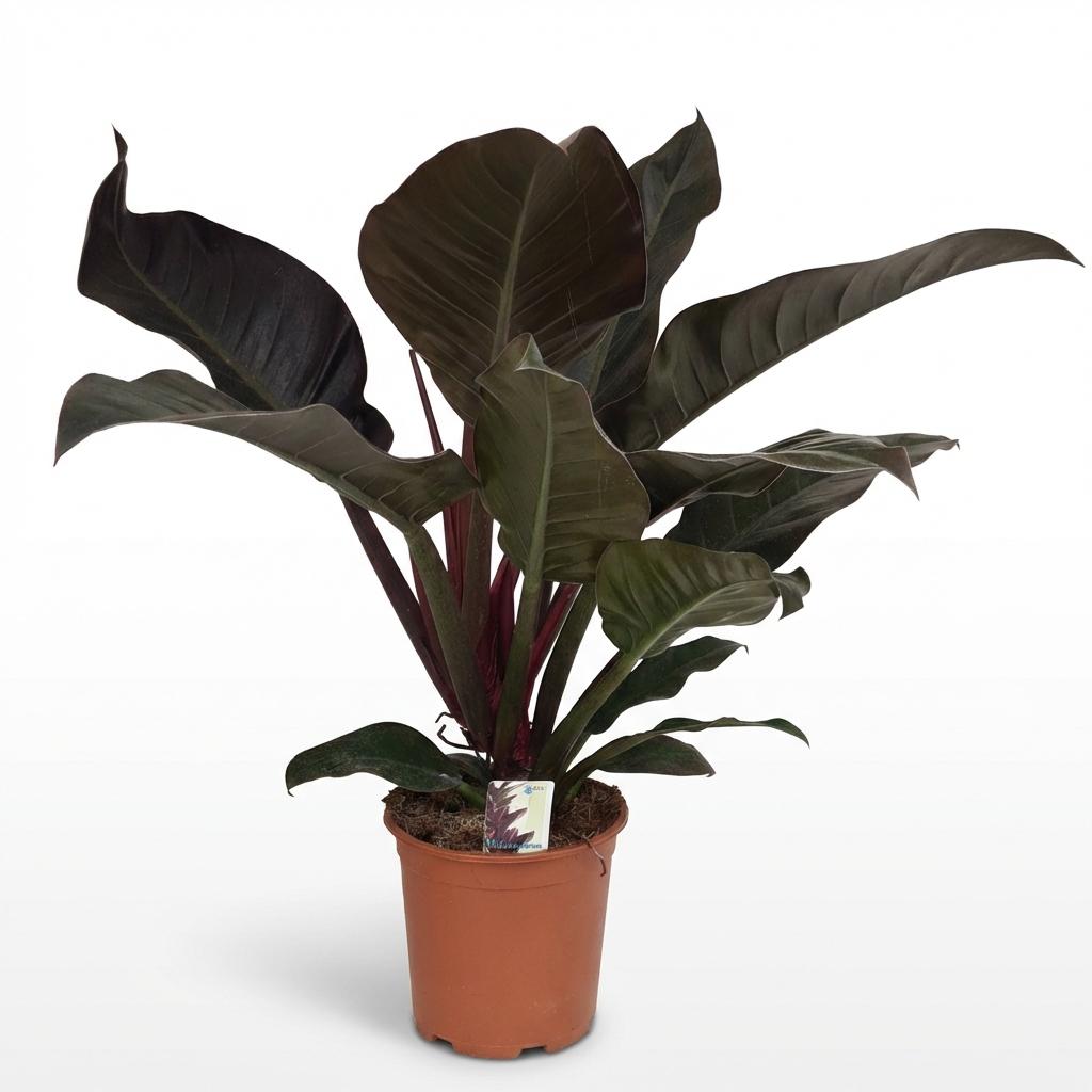 Kamerplant - Philodendron - Philodendron Imperial Red - Rood - Weinig onderhoud - 1 Plant - Pot 19cm - Hoogte 60cm