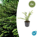 6x Lonicera pileata 'Purple Pearl' - ↕10-25cm - Ø9cm