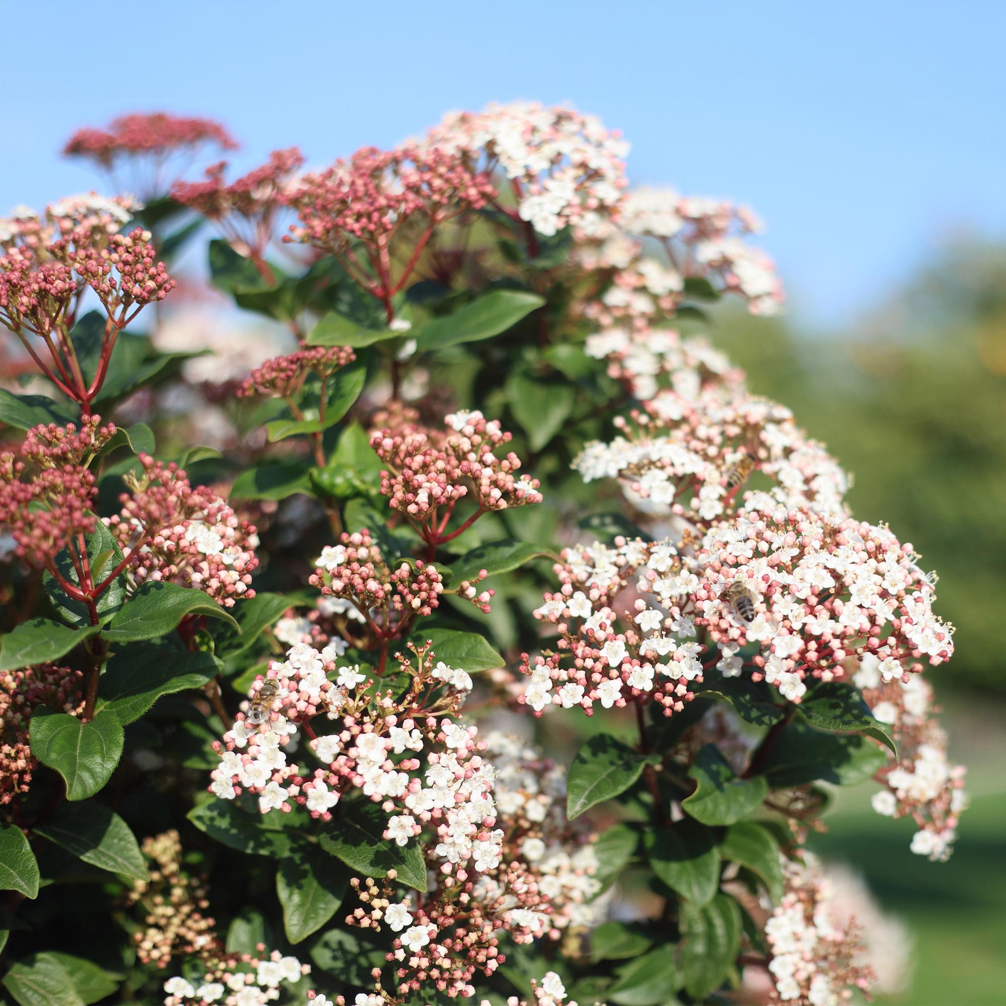 Plant op Stam - Viburnum tinus - Terras Plant - Bladhoudend - Winterhard - Wit-Roze Bloem - Pot 19cm Hoogte 90cm
