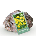 Bloembollen - Narcis Tete-A-Tete - Kleur Geel - 50 stuks - Bolmaat 10/12