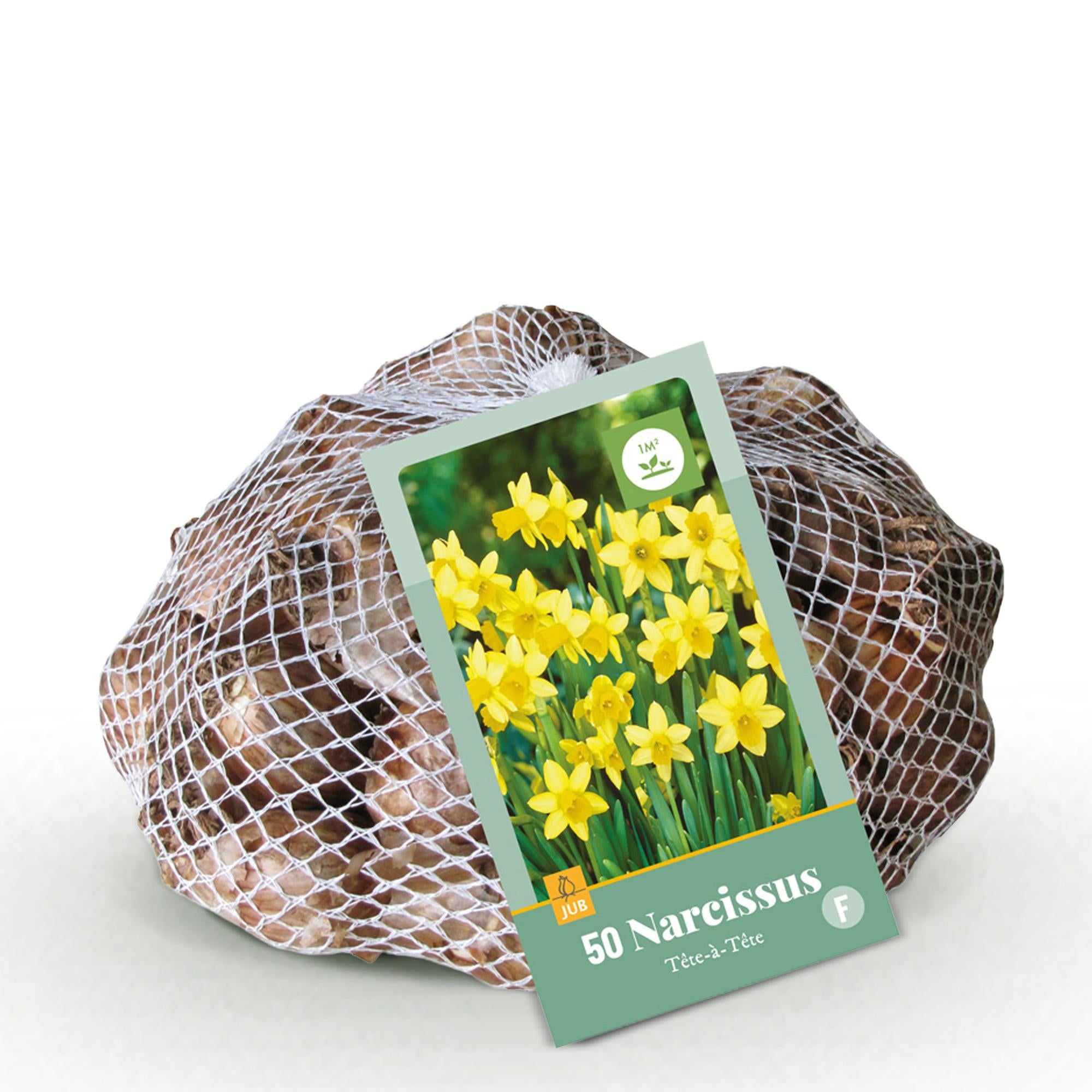 Bloembollen - Narcis Tete-A-Tete - Kleur Geel - 50 stuks - Bolmaat 10/12