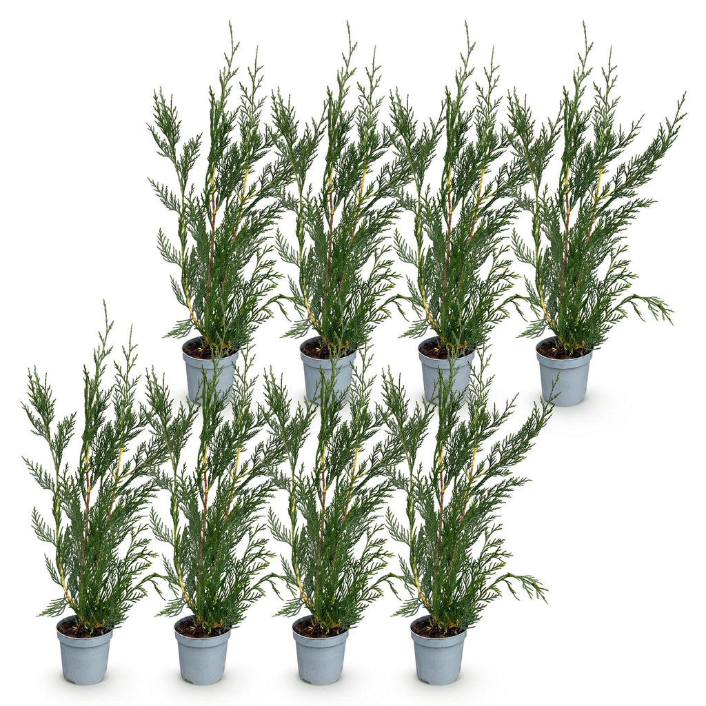 8x Cupressocyparis leylandii 2011 - Leylandii - Haagplanten - Groenblijvend - Groen - Pot 9cm - Hoogte 30-40cm