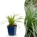 Grassen - Carex morrowii Ice Dance - Japanse Zegge - Groenblijvend - Creme-Groen - 6 Planten - Pot 11cm - Hoogte 15-25cm
