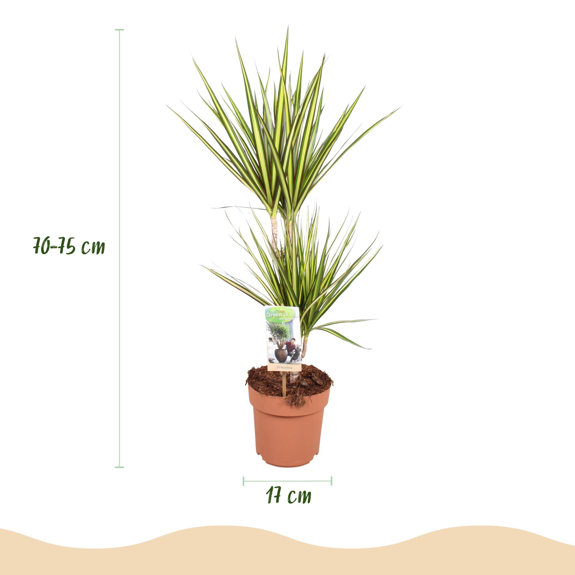 Green is... Kamerplanten - Dracaena Sunray - Drakenbloedboom - Weinig onderhoud - Groen - 2 Planten - Pot 17cm - Hoogte 70-75cm