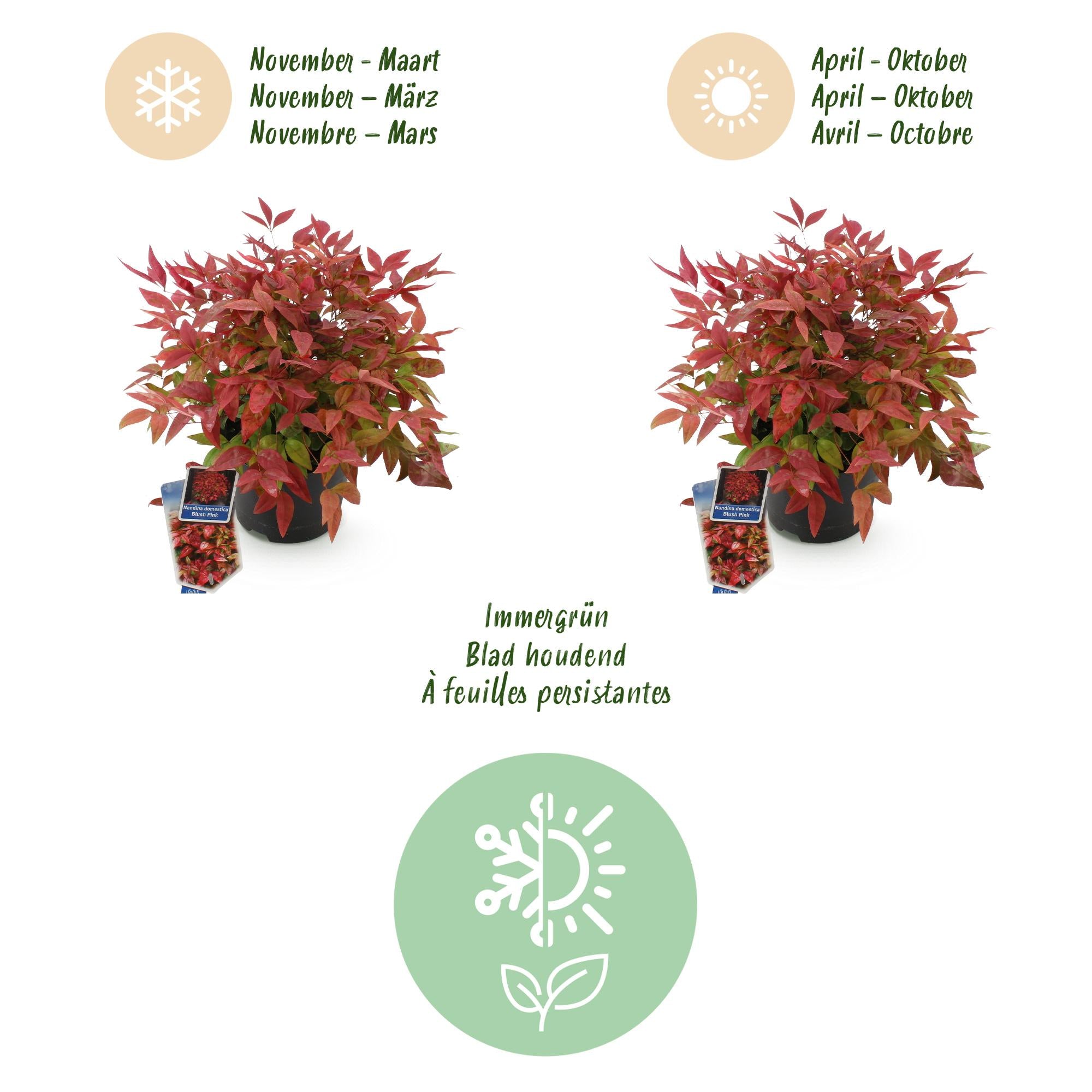 Tuinplant - Nandina Blush Pink - Donker Roze - 1 Plant - Groenblijvend - Weinig Onderhoud - Pot 17cm Hoogte 40cm