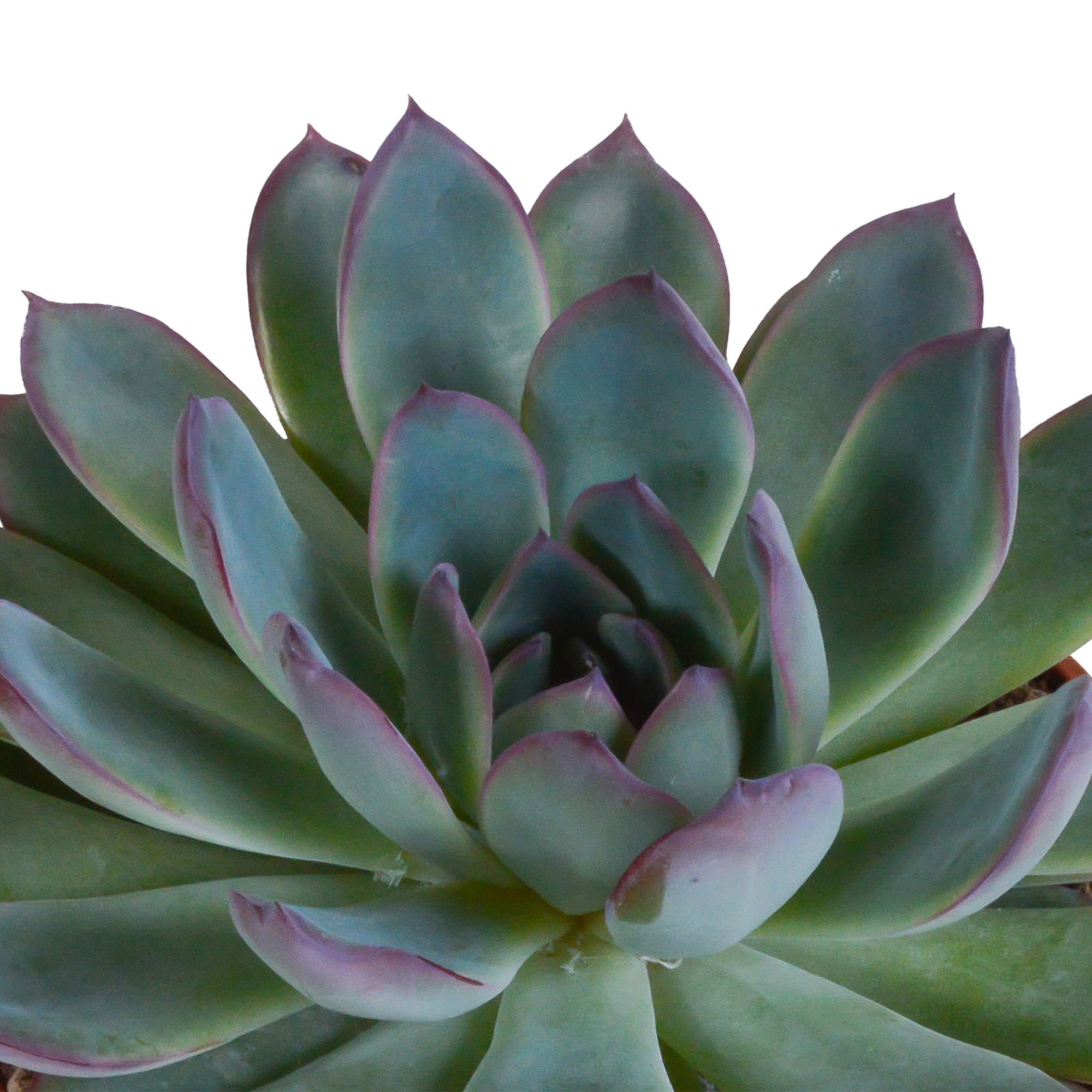 Echeveria mix 10.5 cm - 3x - in terracotta pot