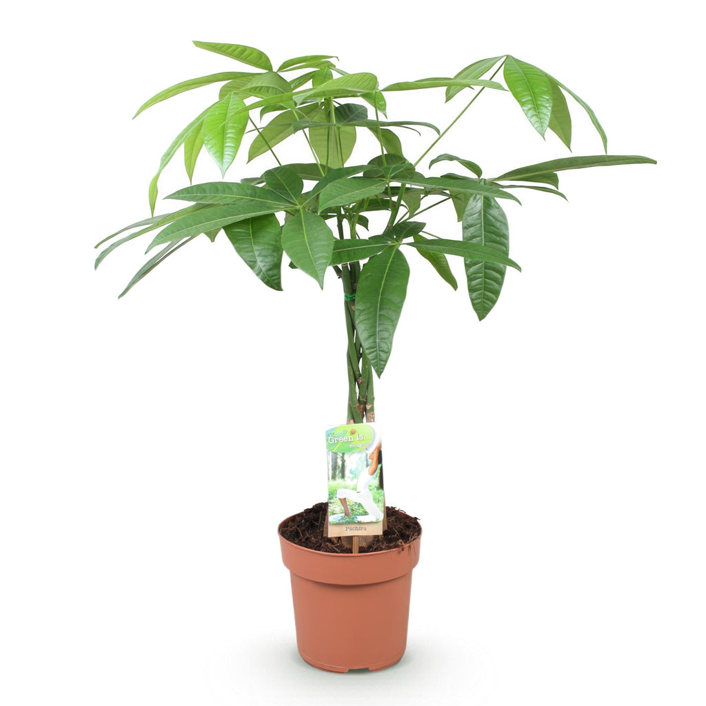 Green is... Kamerplanten - Pachira Aquatica gevlochten stam - Geldboom - Weinig onderhoud - Groen - 1 Plant - Pot 17cm - Hoogte 60-70cm