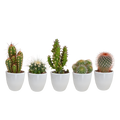 Cactus mix 5.5 cm - 5x - in witte pot