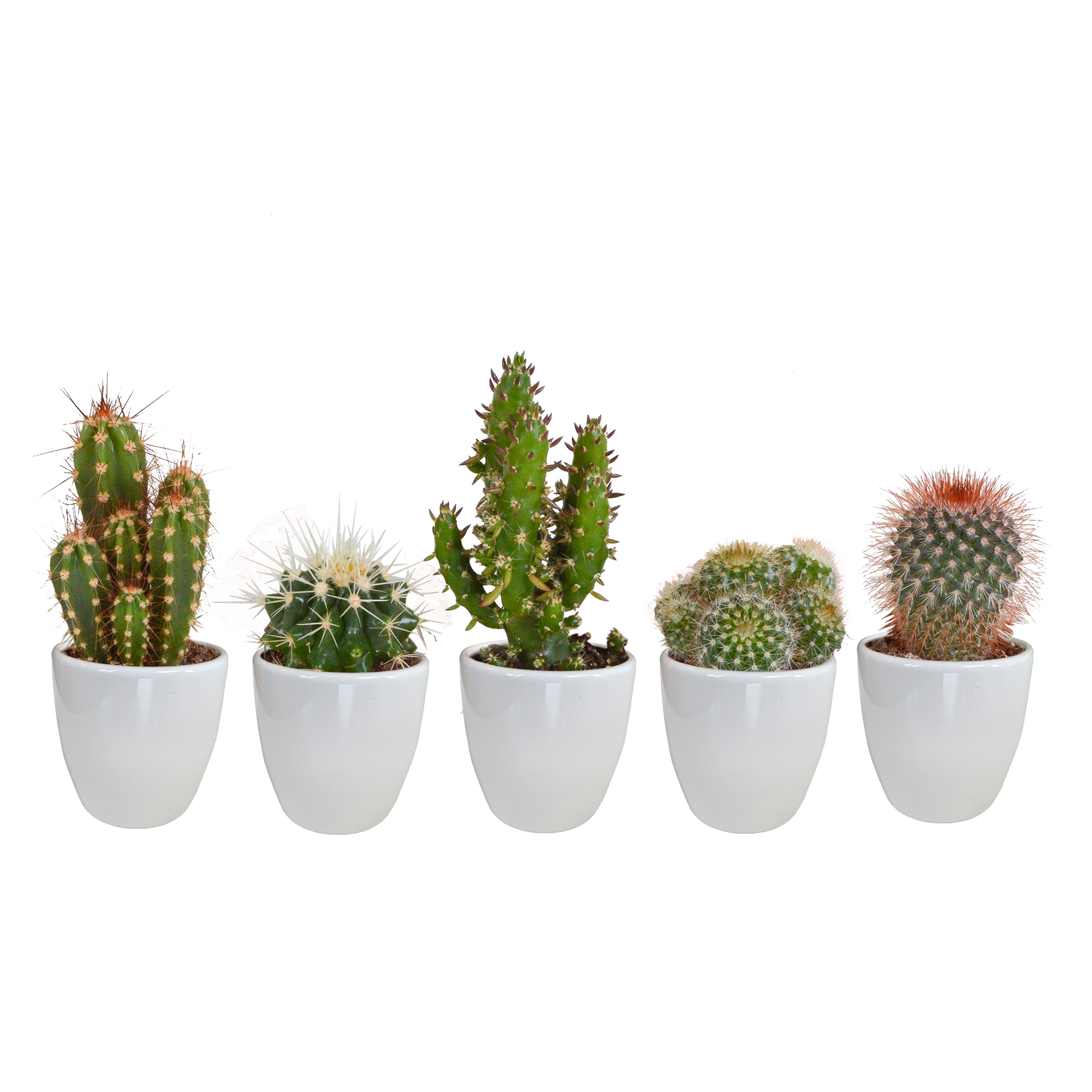 Cactus mix 5.5 cm - 5x - in witte pot