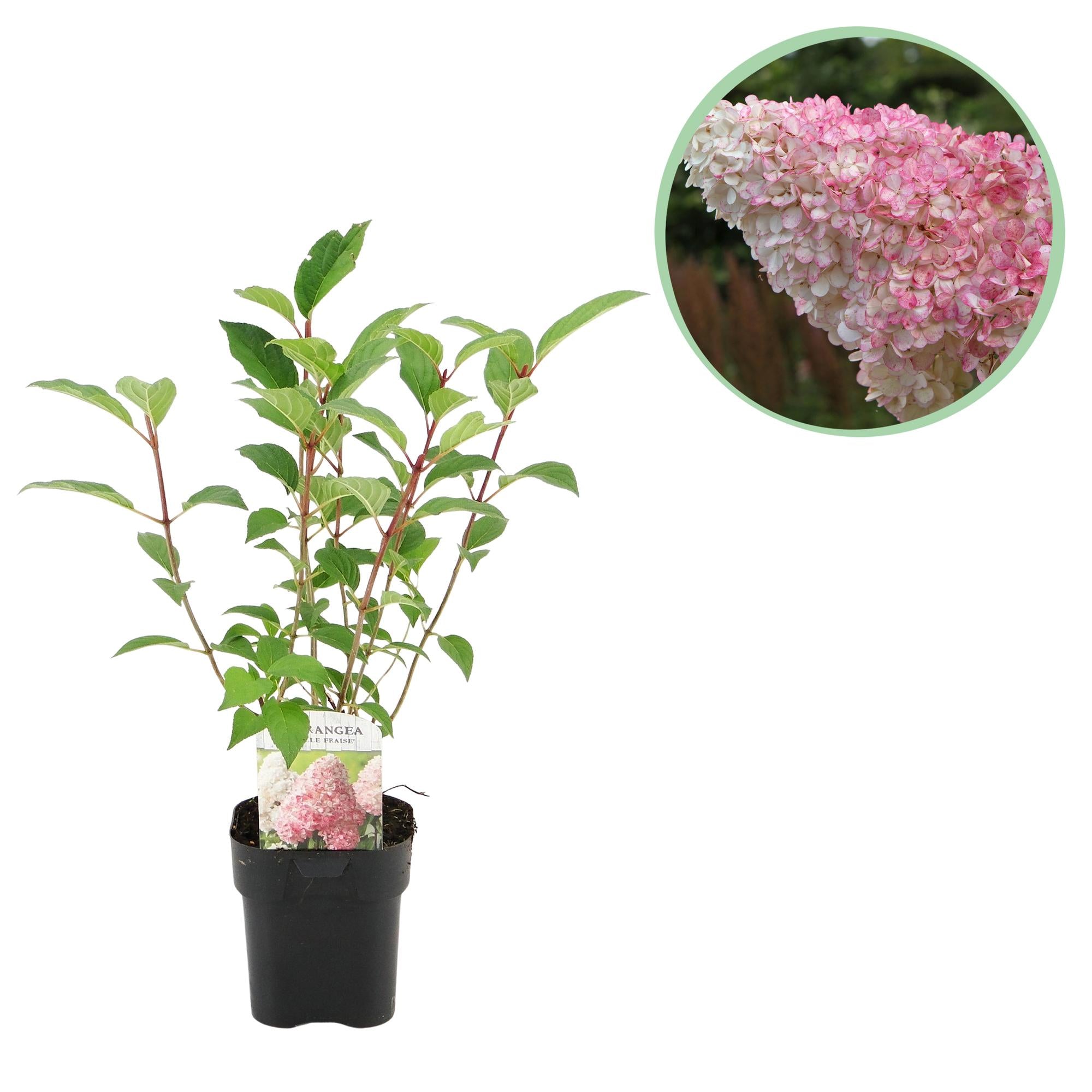 Pluim Hortensia - Hydrangea panniculata Vanille Fraise - Bloem Wit Roze  - 1 Plant - Bladverliezend - Grote Bloemen - Pot 17cm Hoogte 50cm