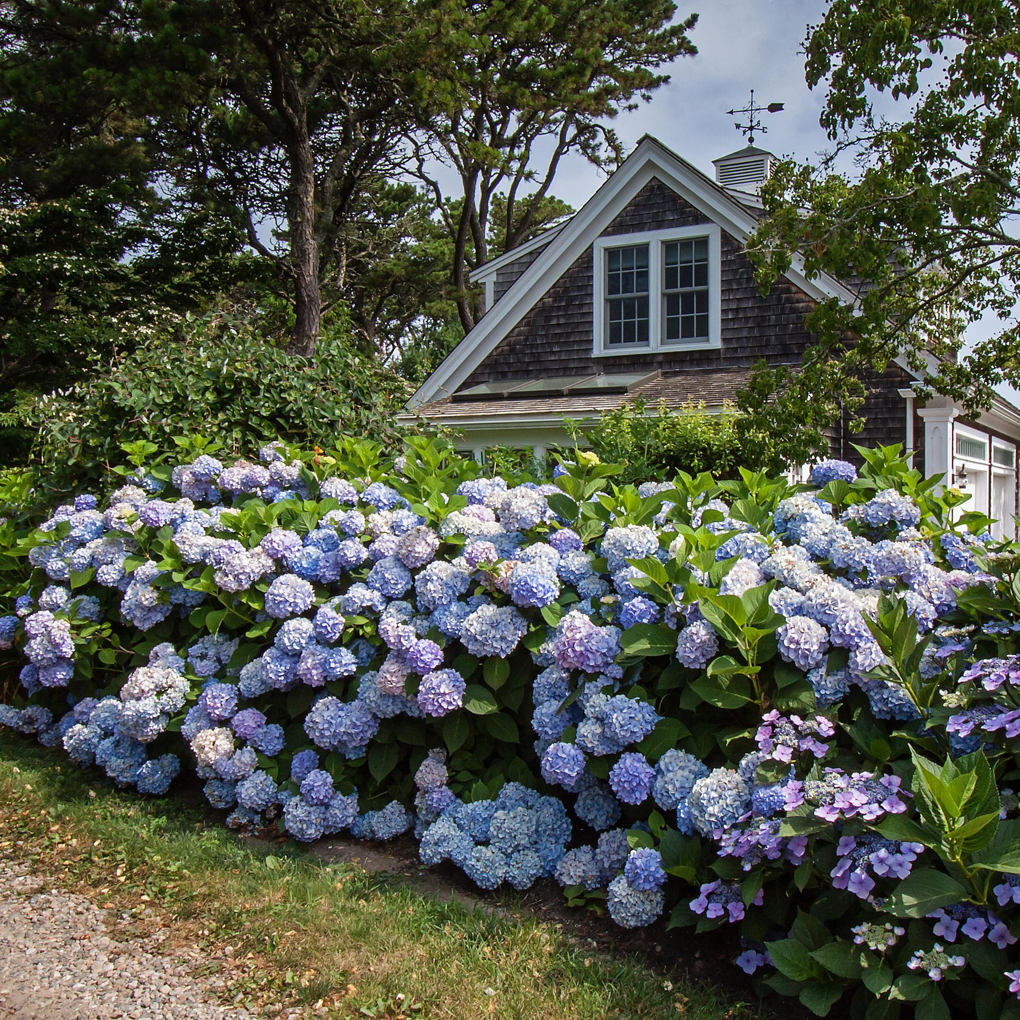 Tuinplant - Hydrangea Endles Summer The Orginal Blue - Hortensia - Winterhard - Blauw - 4 Planten - Pot 14cm - Hoogte 20-25cm