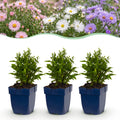 Vasteplant - Aster Tricolour - Zee Aster - Bijen en Vlinderlokkers - Paars - Roze - Wit - 6 Planten - Pot 11cm - Hoogte 15-25cm