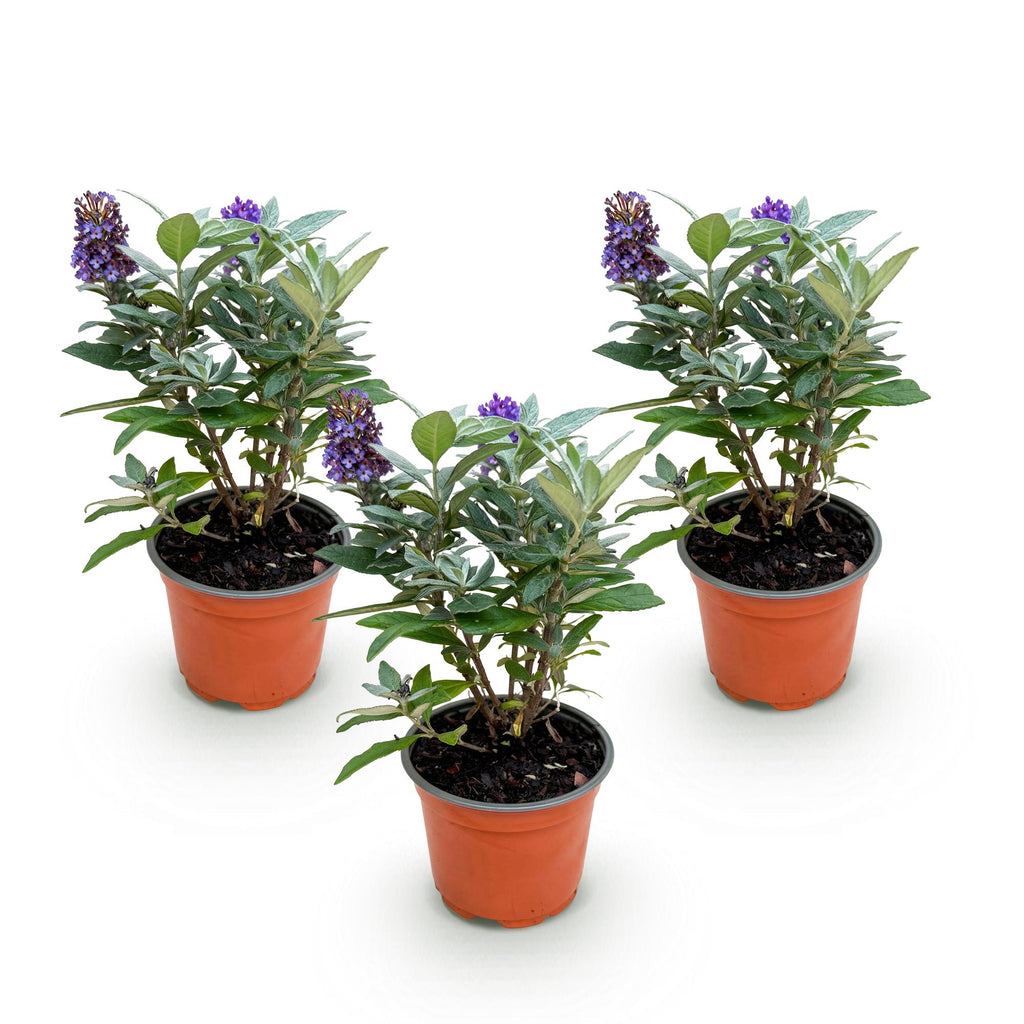 Tuinplant - Buddleja davidii Butterfly Candy Little Lila - Vlinderstruik - Compact - Lila - 3 Planten - Pot 12cm - Hoogte 20-25cm
