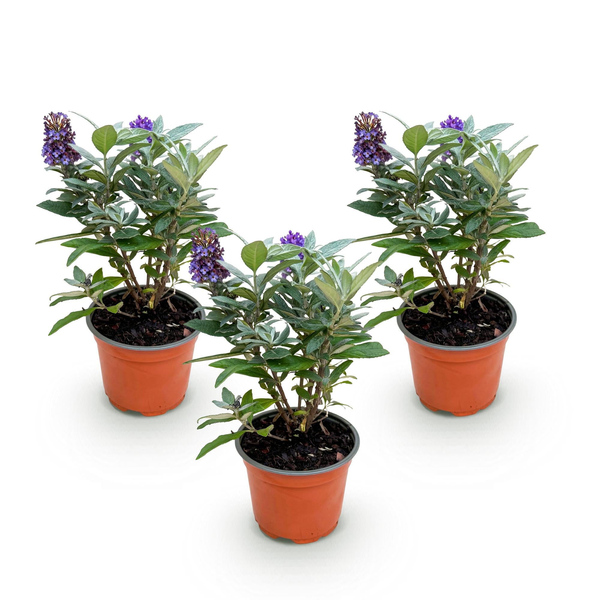 Tuinplant - Buddleja davidii Butterfly Candy Little Lila - Vlinderstruik - Compact - Lila - 3 Planten - Pot 12cm - Hoogte 20-25cm