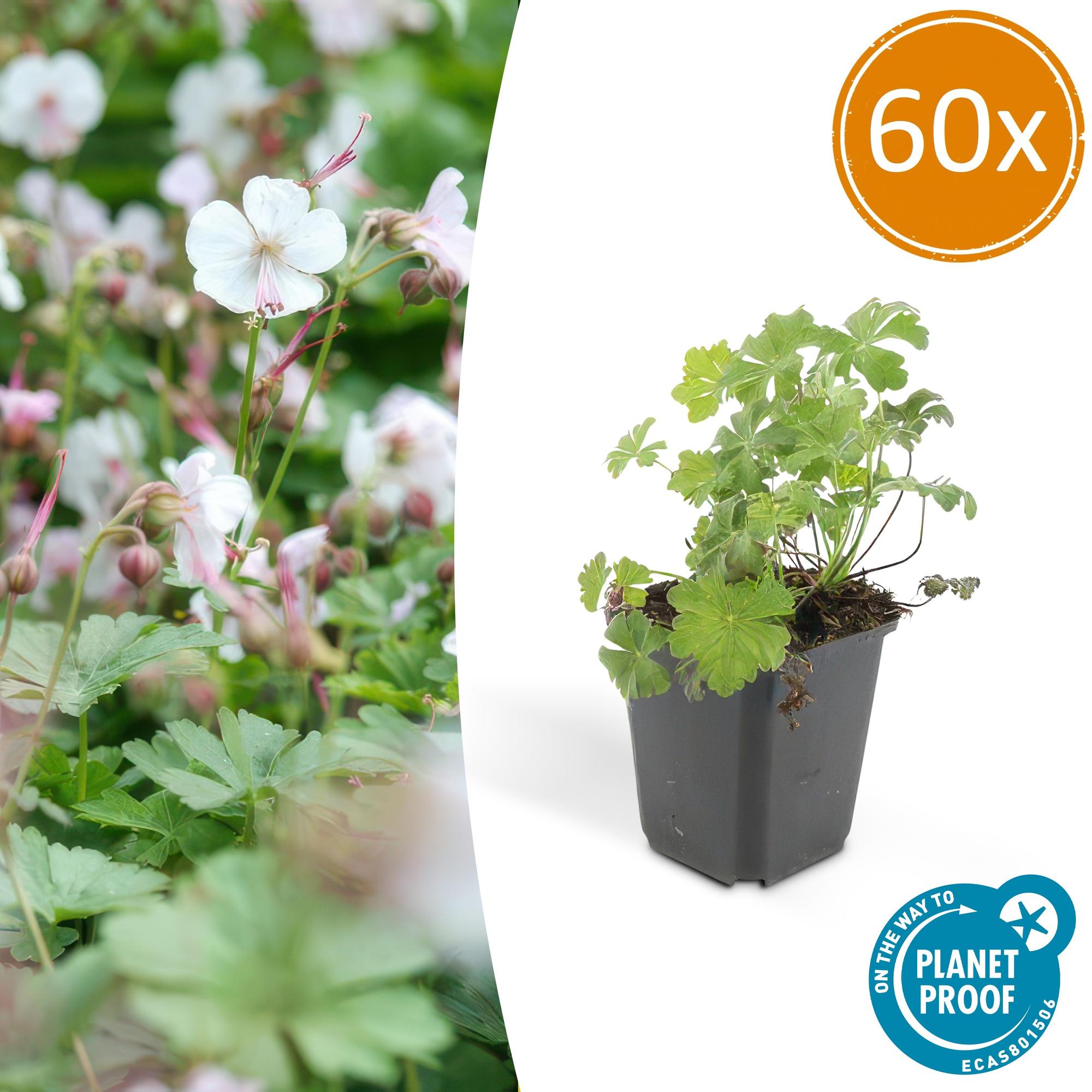 60x Geranium cant. 'Biokovo' - ↕10-25cm - Ø9cm
