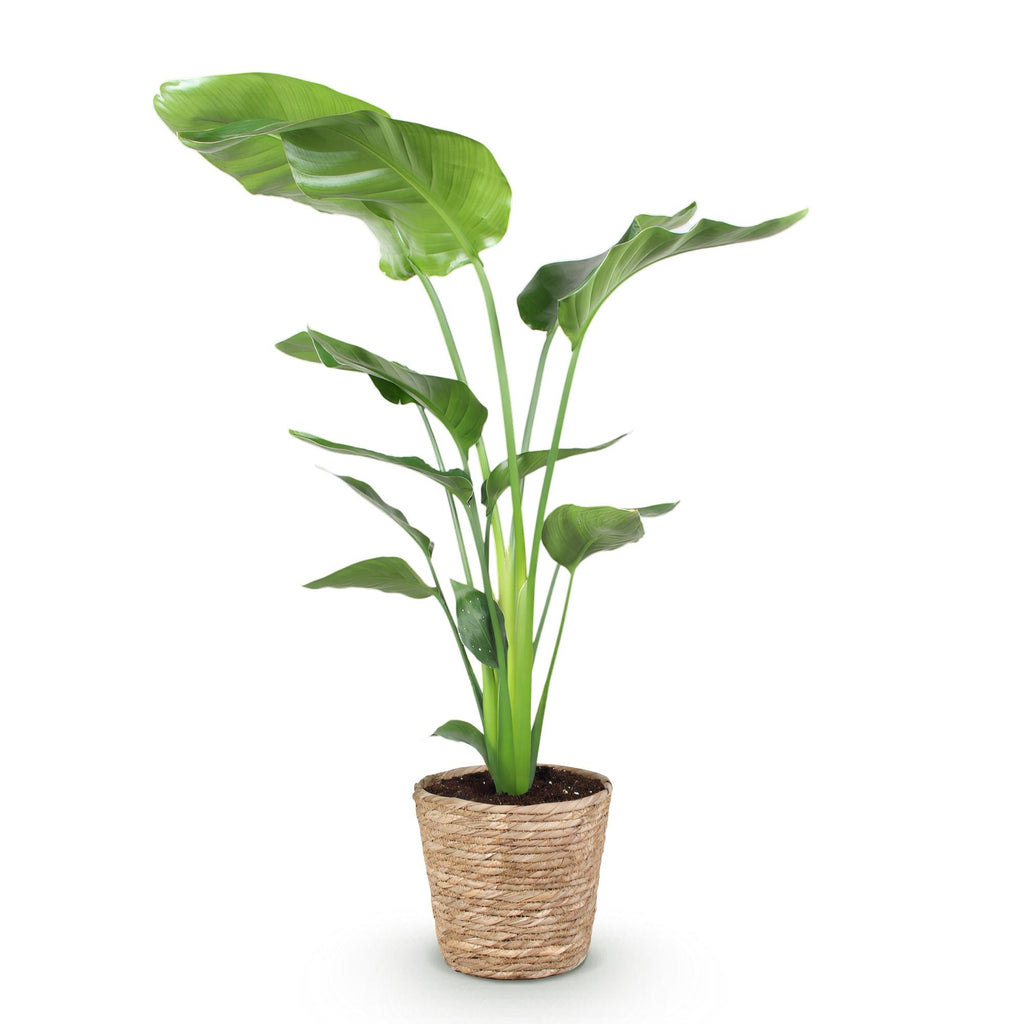 Green is... Kamerplanten - Stelitzia Nicolai - Paradijsvogelbloem - Weinig onderhoud - met mand - Groen - 1 Plant - Pot 21cm - Hoogte 110-120cm