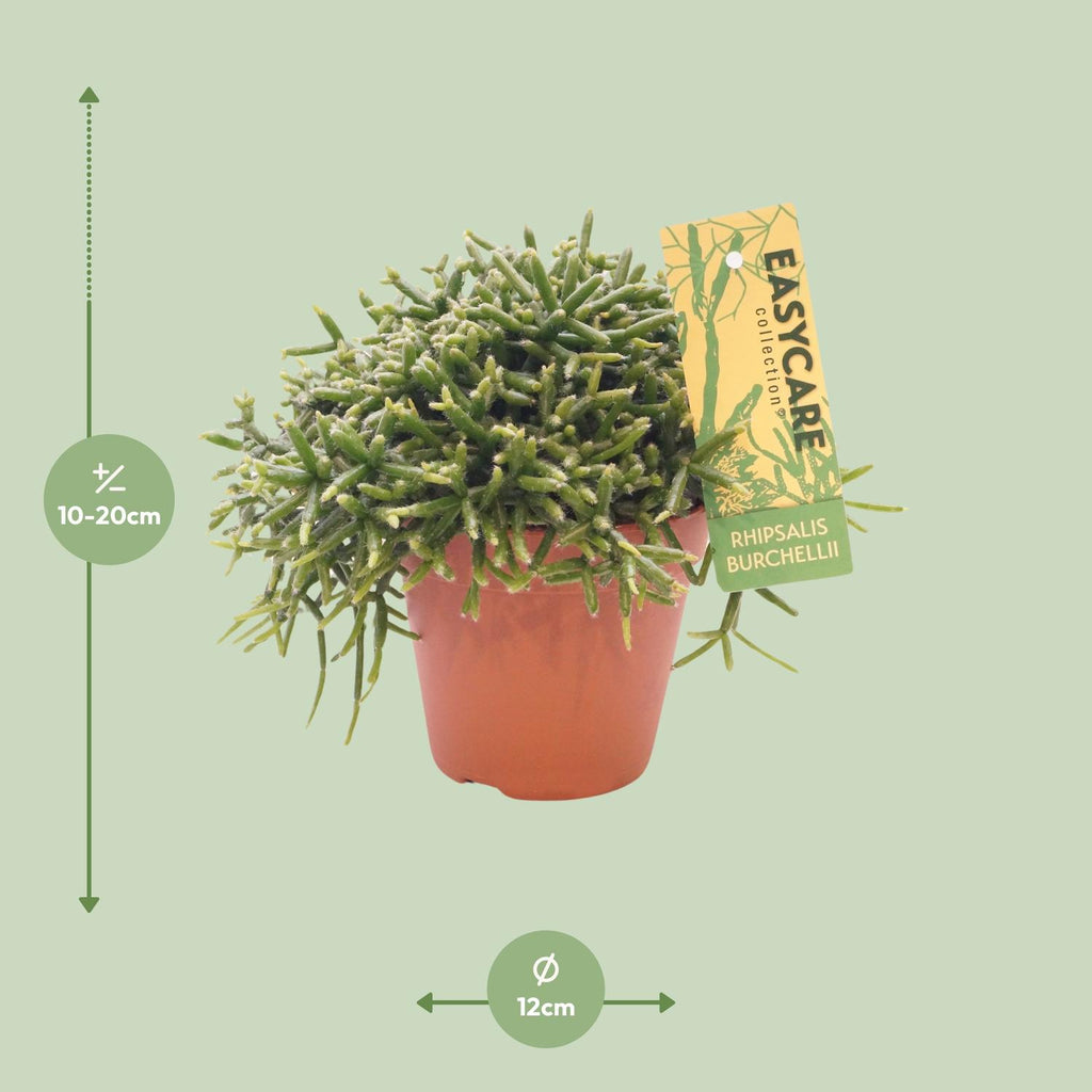 Rhipsalis Burchellii - Ø12 ↕15-20