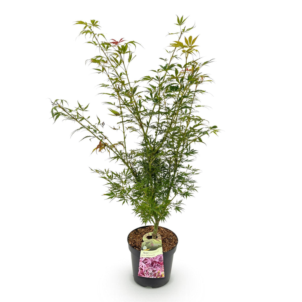 Tuinplant - Acer palmatum Jerre Swarts - Japanse Esdoorn - Bladverliezend - Oranje-Rood - 1 - Pot 26cm - Hoogte 90cm