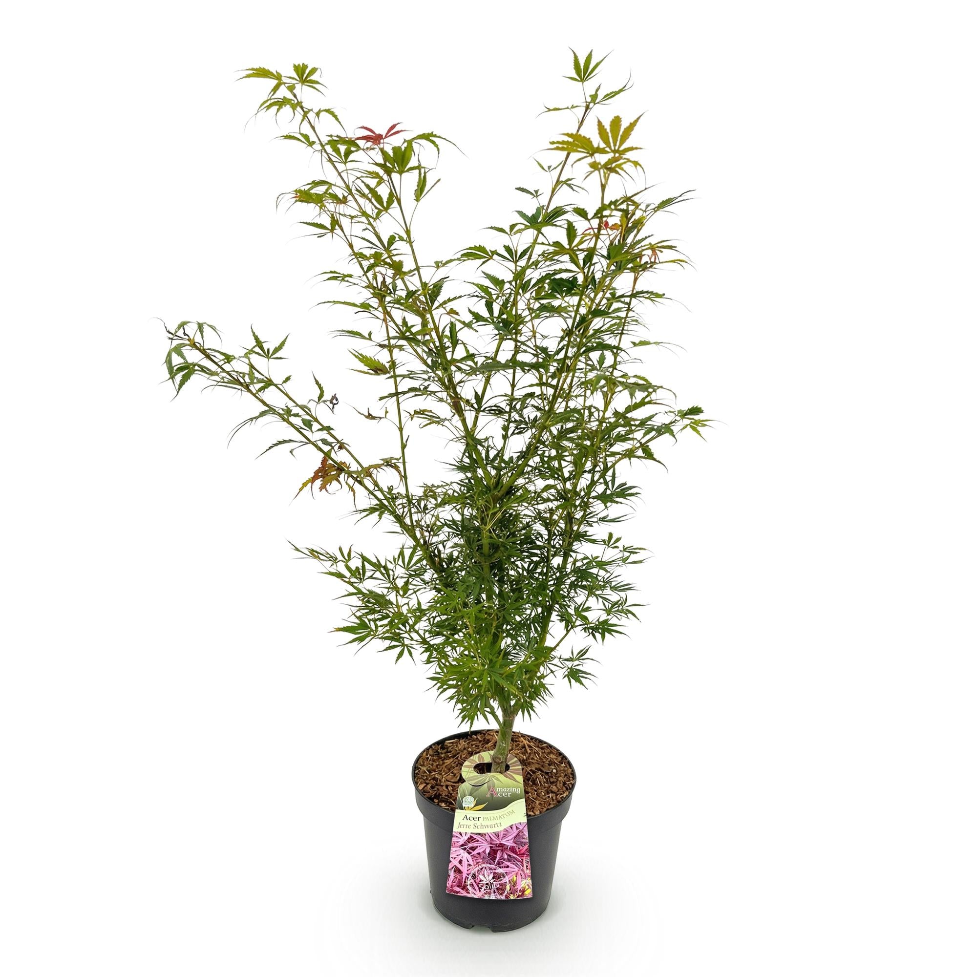 Tuinplant - Acer palmatum Jerre Swarts - Japanse Esdoorn - Bladverliezend - Oranje-Rood - 1 - Pot 26cm - Hoogte 90cm