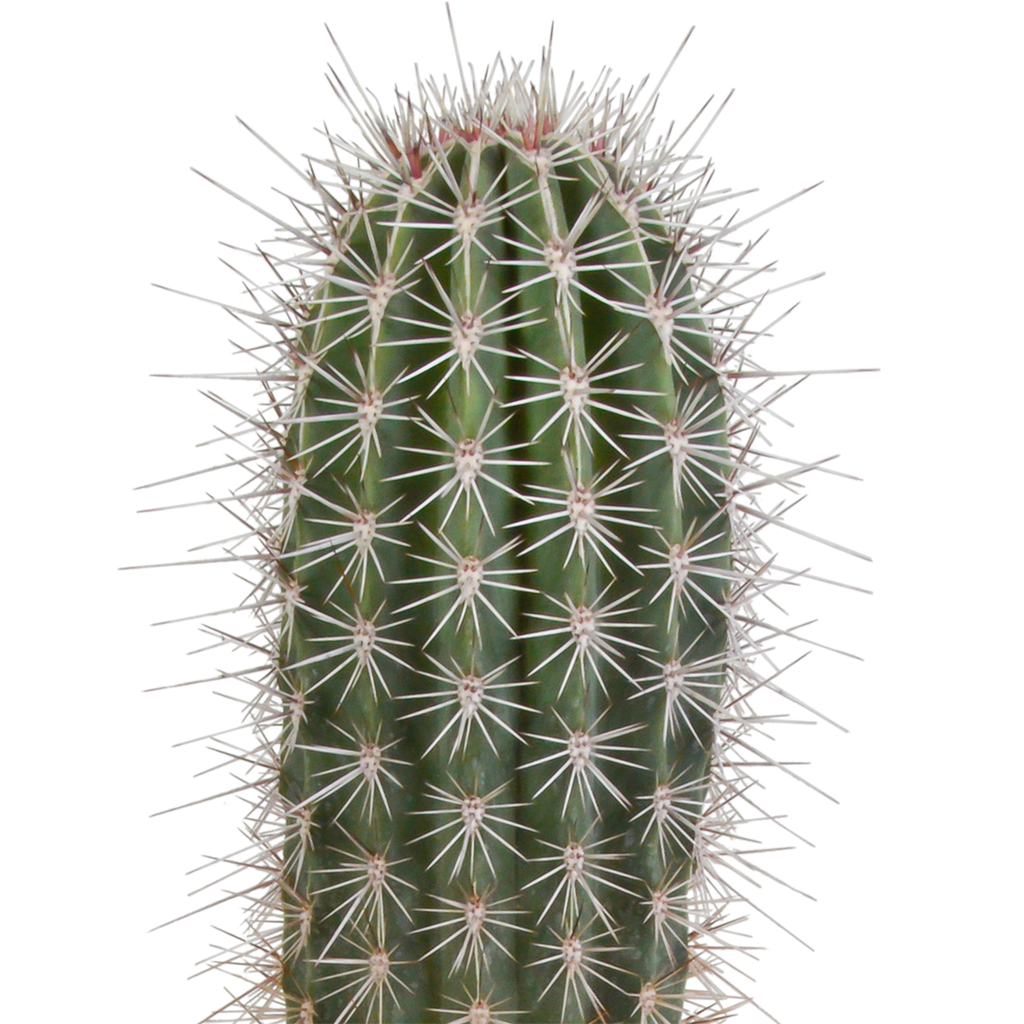 Pachycereus pringlei - 17cm - zonder pot