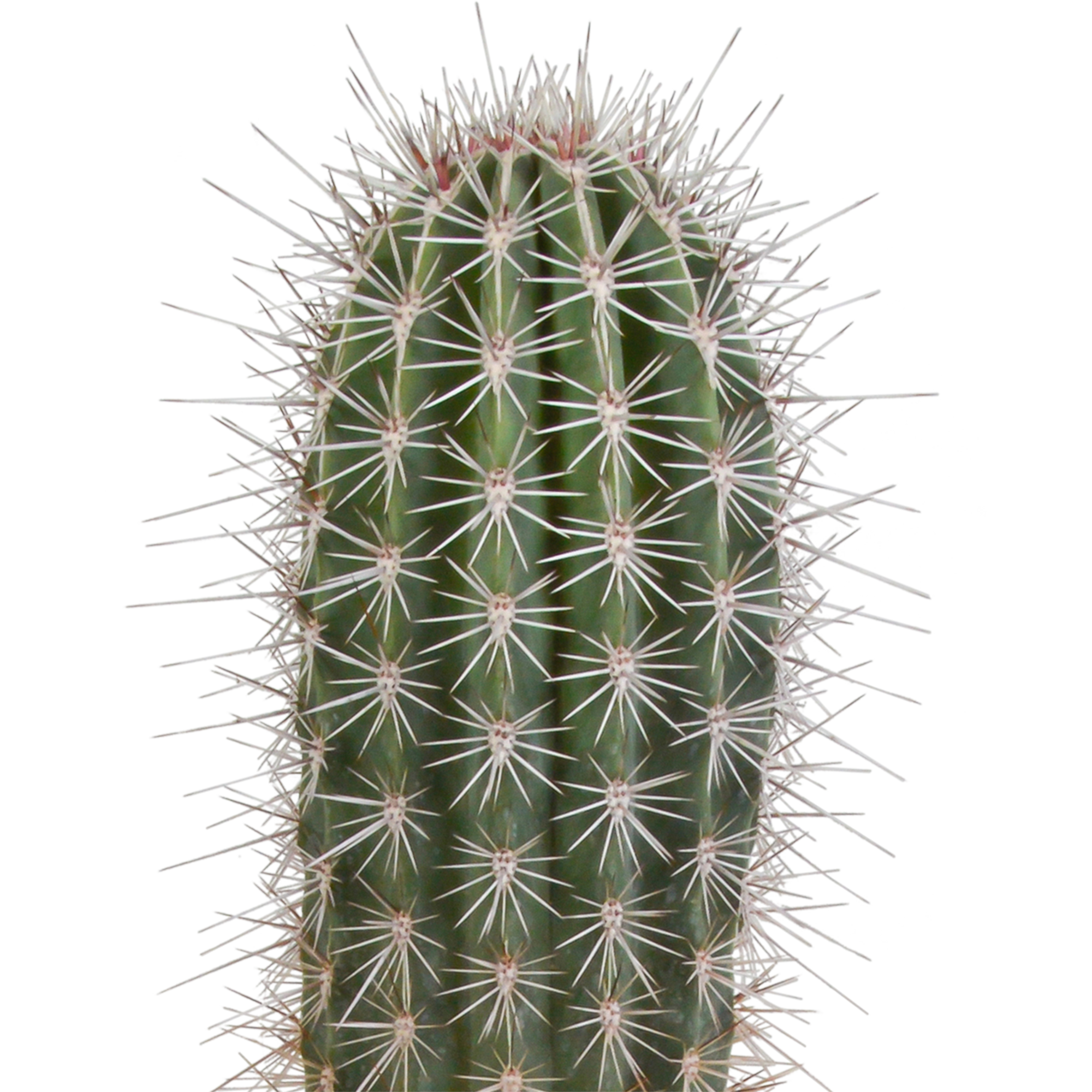 Pachycereus pringlei - 17cm - zonder pot