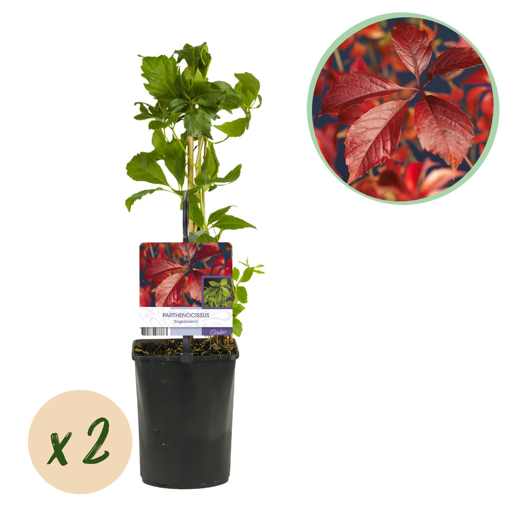 Wilde Wingerd - Parthenocissus Engelmannii - Blad Groen later Rood - Weinig onderhoud - 2 planten - Pot 11cm Hoogte 40cm