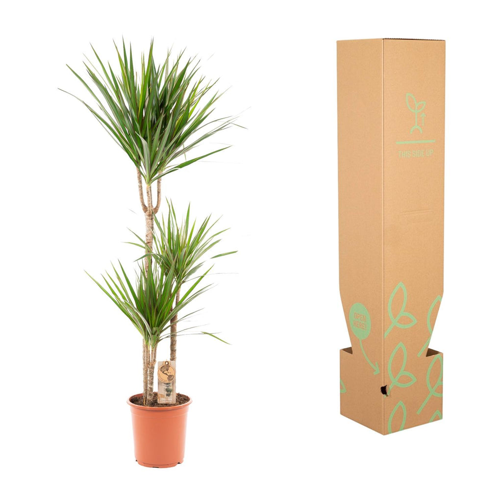 Dracaena Marginata - Ø21cm - ↕110cm