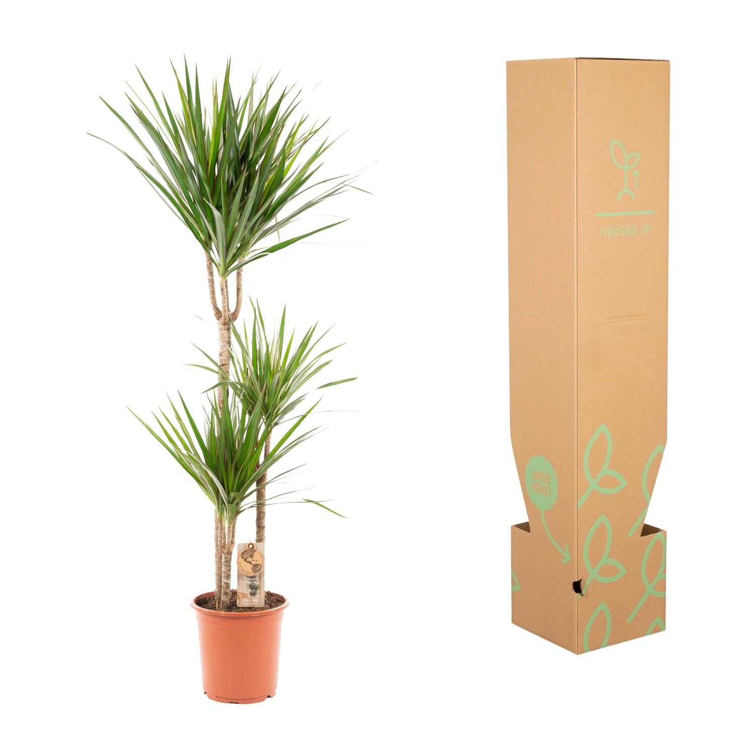 Dracaena Marginata - Ø21cm - ↕110cm