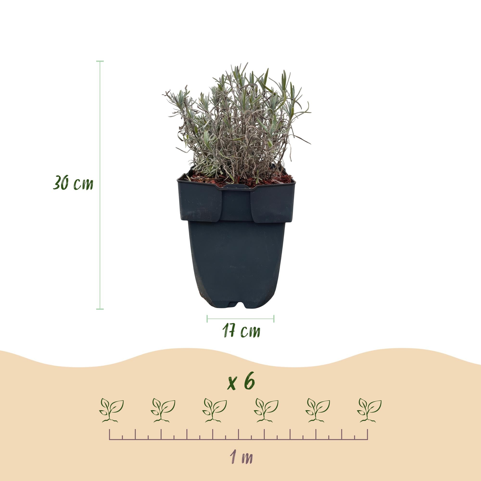 Haagplanten - Lavandula angustifolia Hidcote -  blad grijs - 6 planten - 1 strekkende meter - groenblijvend - pot 17cm hoogte 30cm