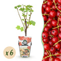 Fruitplanten - Rode Bes - Ribes rubrum Jonkheer van Tets  - Winterhard - 6 Planten - Pot 9 cm - Rode Bes