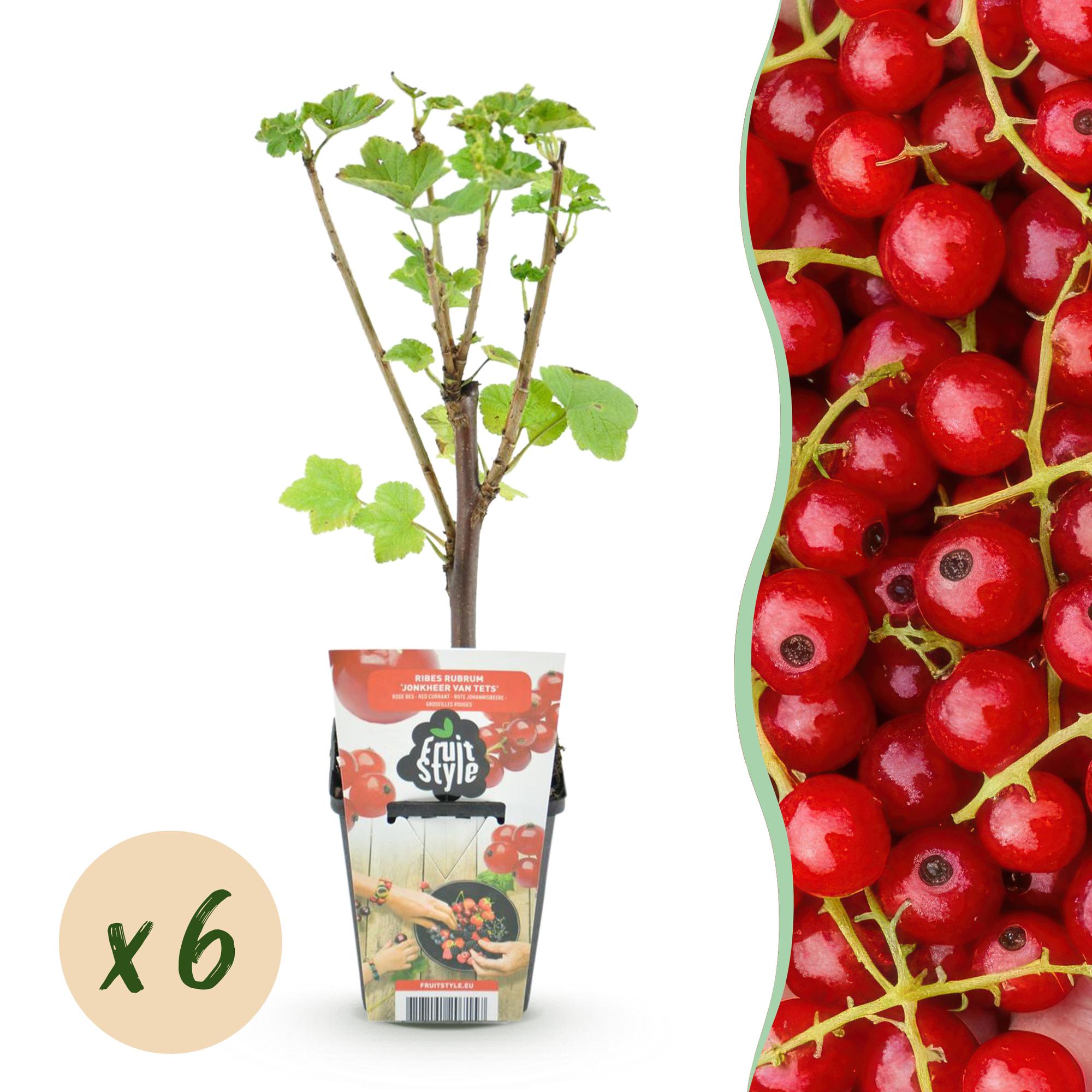 Fruitplanten - Rode Bes - Ribes rubrum Jonkheer van Tets  - Winterhard - 6 Planten - Pot 9 cm - Rode Bes