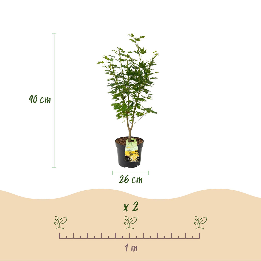 Tuinplant - Acer palmatum Jordan - Japanse Esdoorn - Bladverliezend - Geel - 1 - Pot 26cm - Hoogte 90cm
