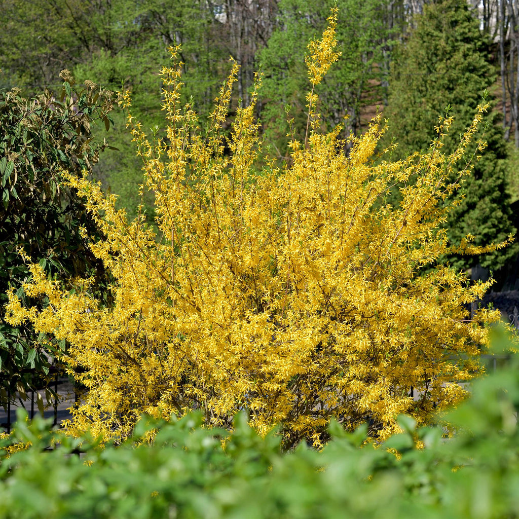 Heesters - Forsythia intermedia Goldrauch  - Bloem Geel - 1 Plant - Bladverliezend - Weinig Onderhoud - Pot 17cm Hoogte 45cm