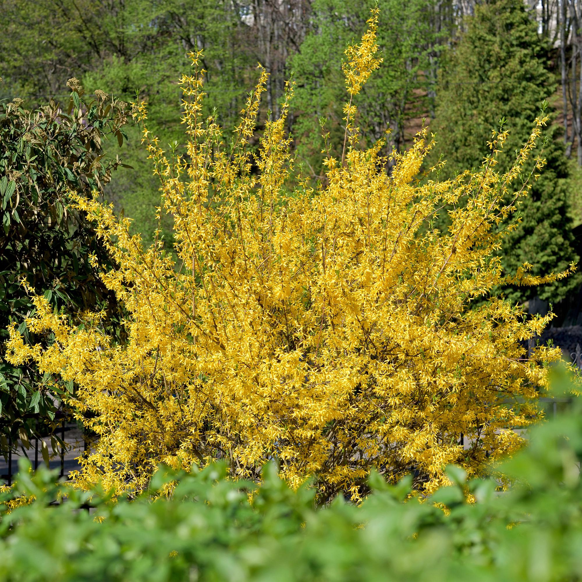Heesters - Forsythia intermedia Goldrauch  - Bloem Geel - 1 Plant - Bladverliezend - Weinig Onderhoud - Pot 17cm Hoogte 45cm