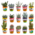 Cactus en vetplanten mix 5.5 cm | 15 stuks - in Mexicaanse pot