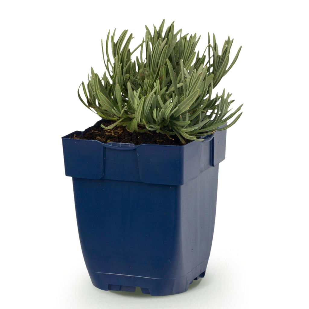 Vasteplant - Lavandula ang. Rosea - Lavendel - Geurend - Roze - 1 Plant - Pot 11cm - Hoogte 15-25cm