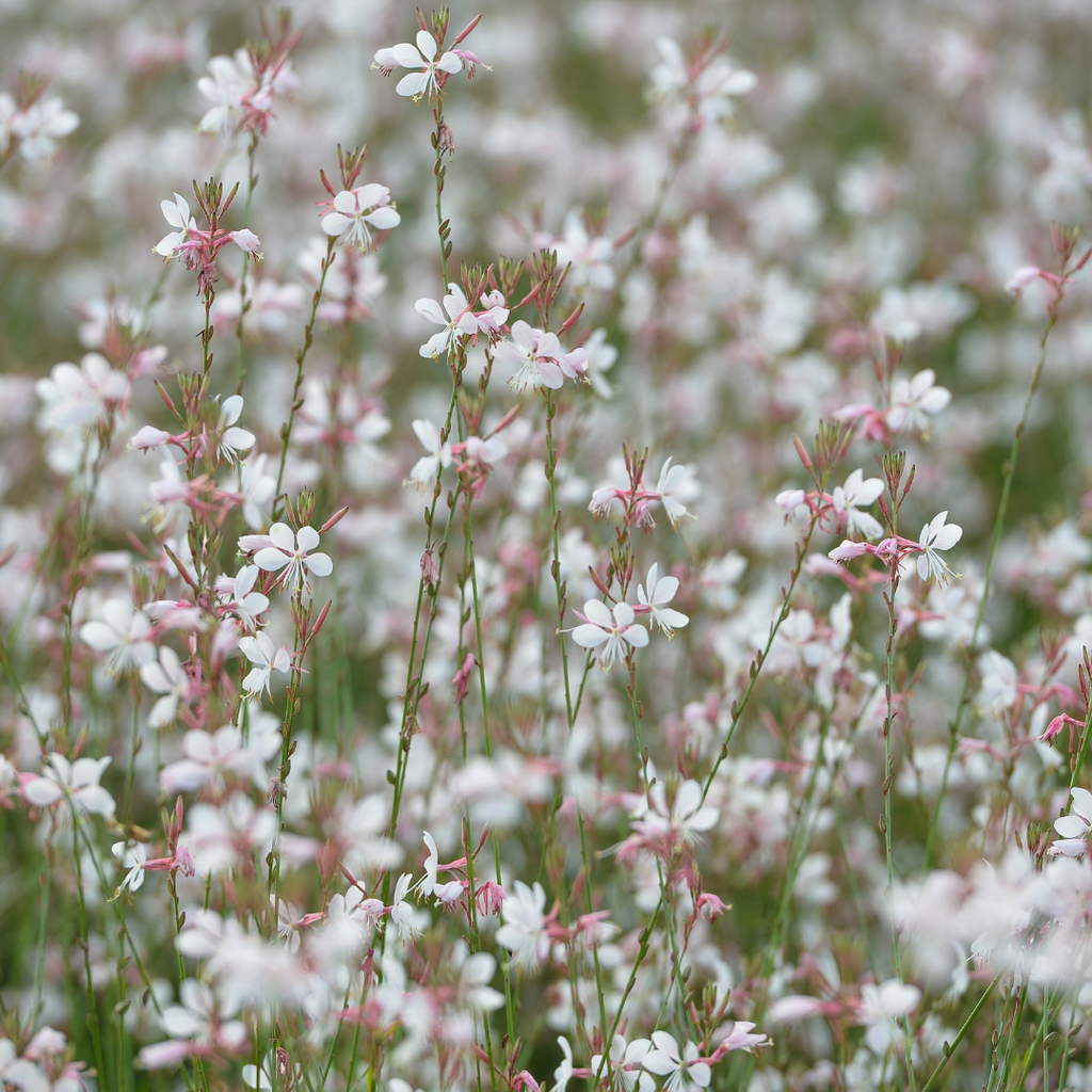24x Gaura lindheimeri - ↕10-25cm - Ø9cm