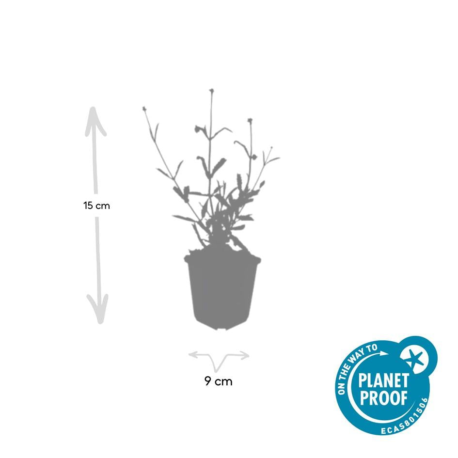 48x Verbena bon. 'Lollipop' - ↕10-25cm - Ø9cm
