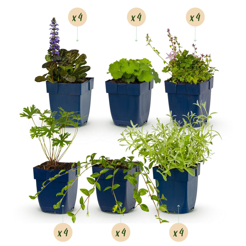 Borderpakket - Bodembedekkend - 24 Vaste planten - 3 m2 - Diversen kleuren - Weinig Onderhoud - Pot 11cm