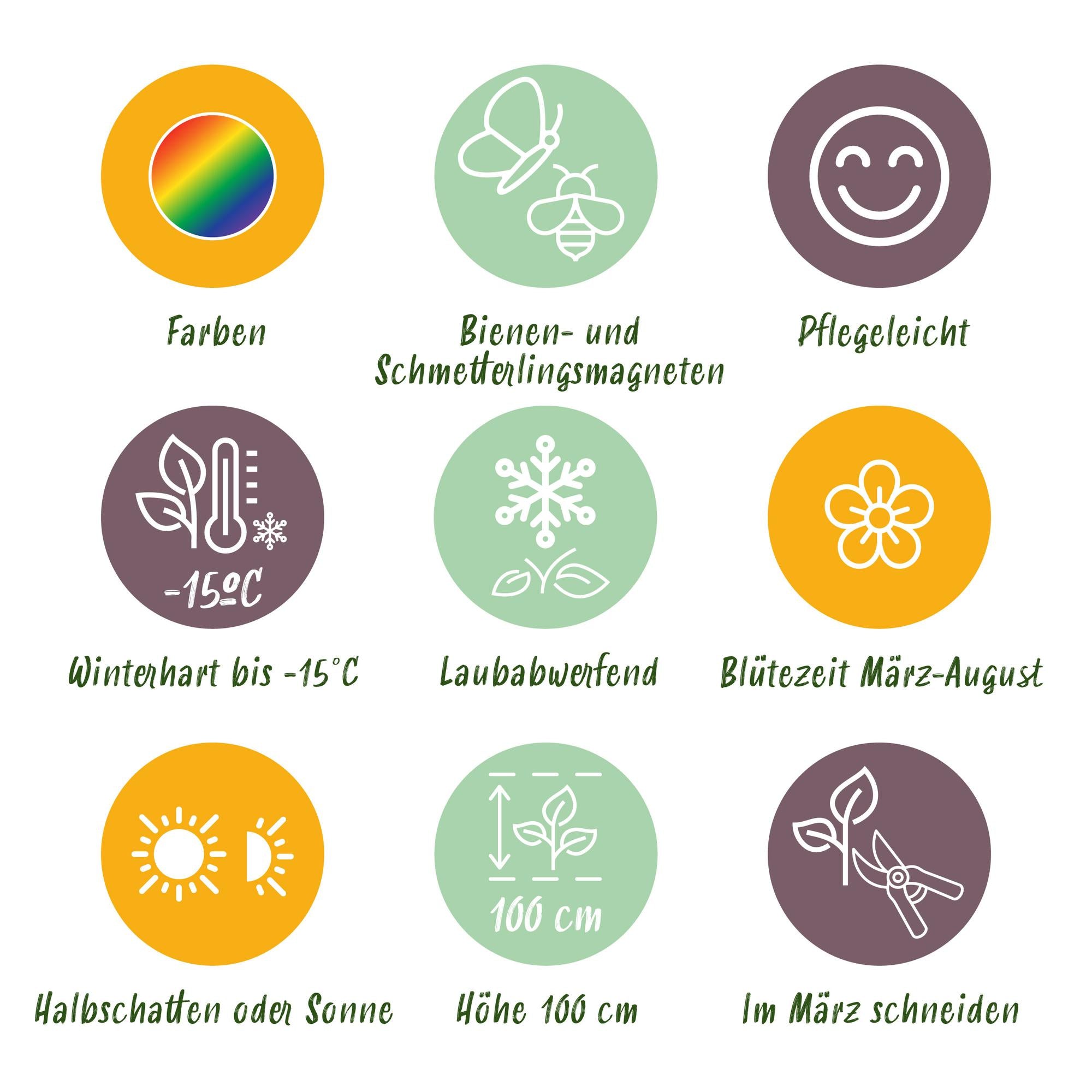 Vasteplant - Borderpakket - Wit - Diversen - Soorten en kleuren - 6 Planten - Pot 11cm - Hoogte 15-25cm