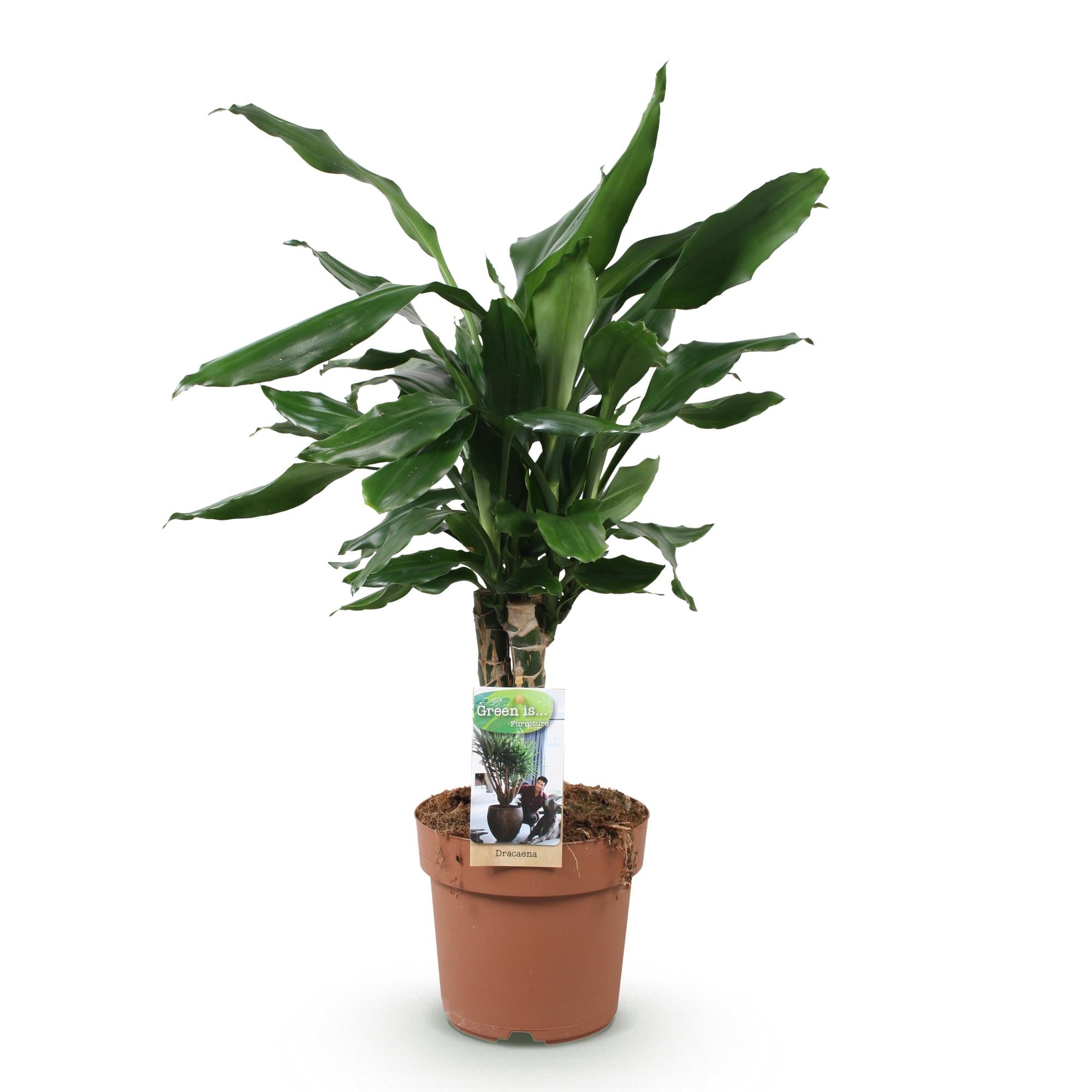 Green is... Kamerplanten - Dracaena fragrans Steudneri - Drakenbloedboom - Weinig onderhoud - Groen - 1 Plant - Pot 17cm - Hoogte 50-55cm