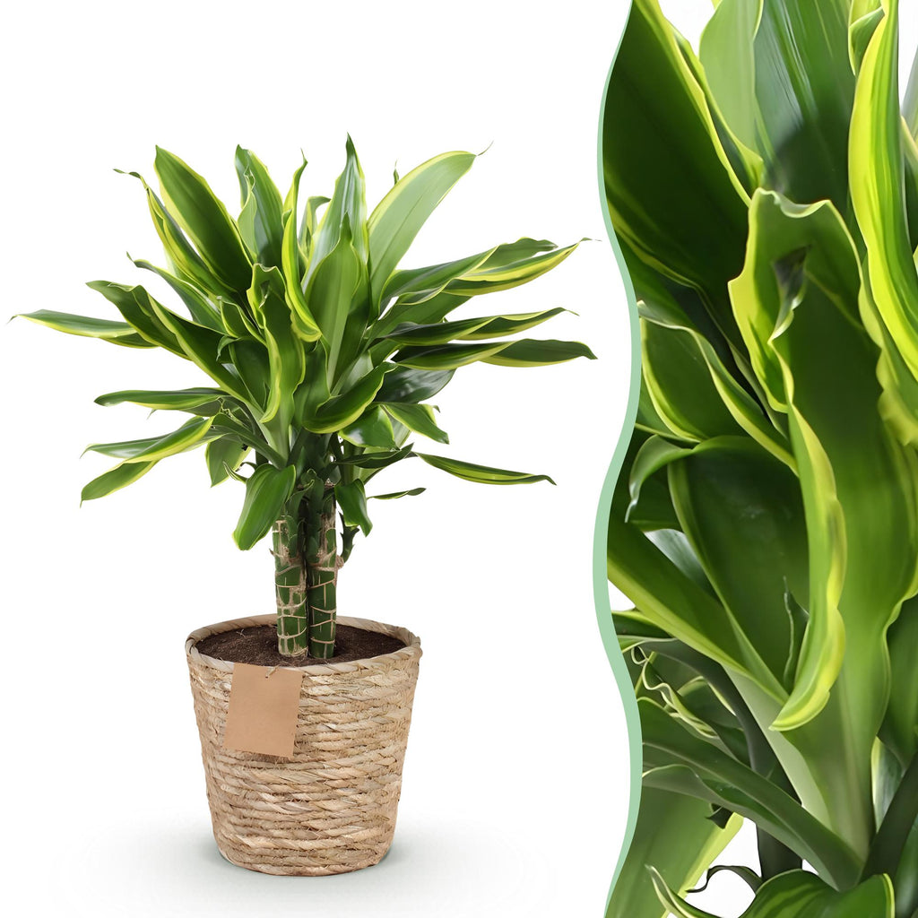 Green is... Kamerplanten - Dracaena fragrans Golden Coast - Drakenbloedboom - Weinig onderhoud - met mand - Groen - 1 Plant - Pot 17cm - Hoogte 50-55cm