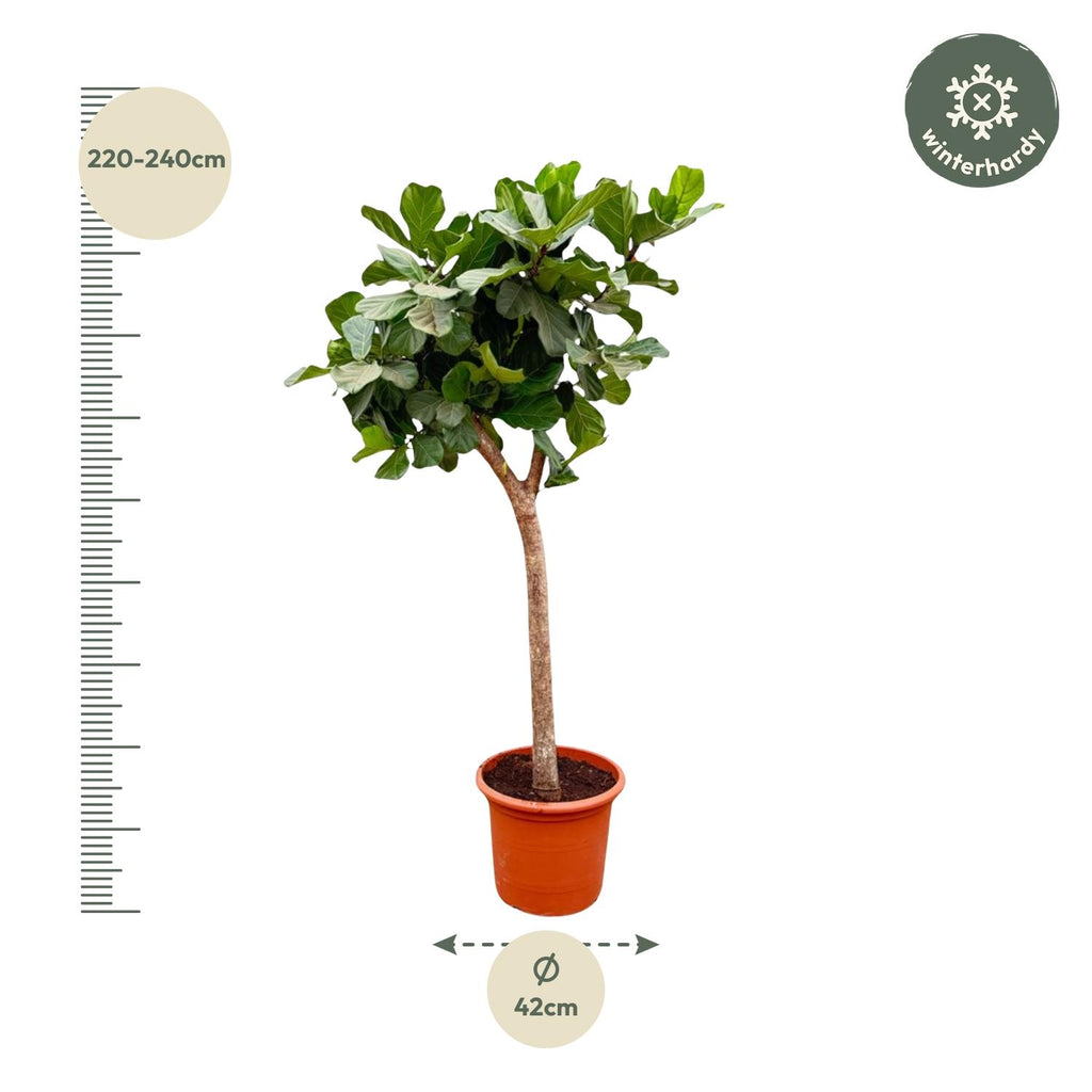 Ficus Lyrata boom XXXL - 230cm - ø40-45