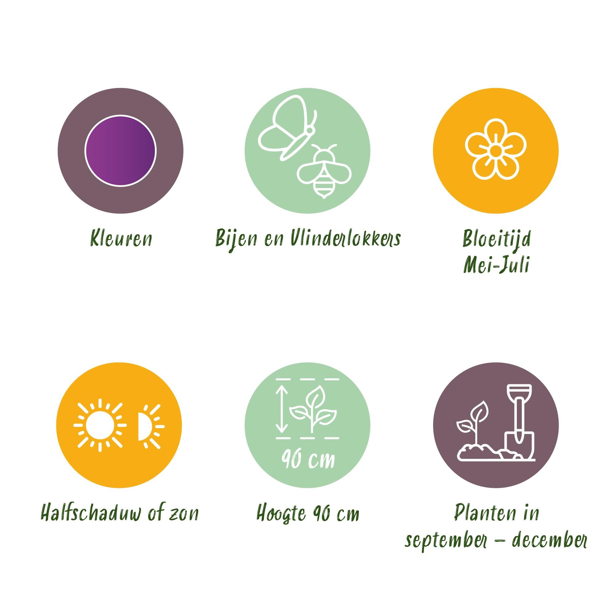 Bloembollen - Allium Purple Rain - Kleur Paars - 40 stuks - Bolmaat 10/12