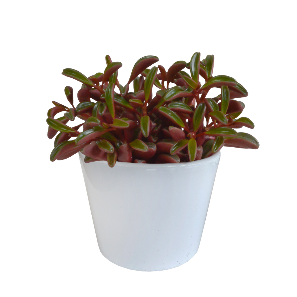 Peperomia graveolens - in witte pot