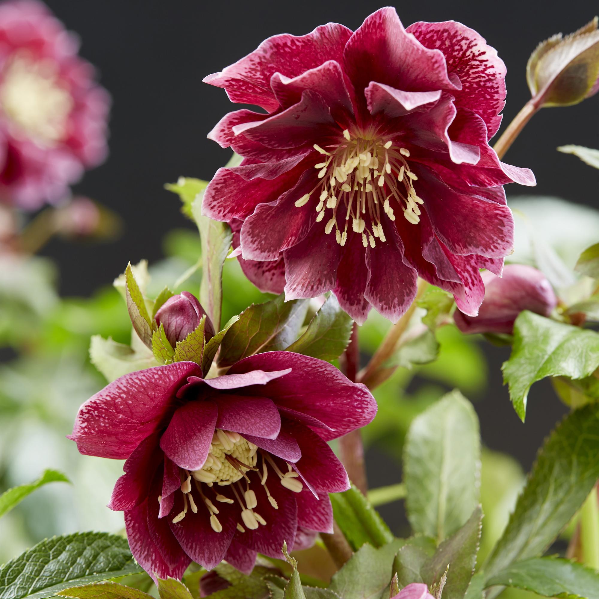 Tuinplant - Lenten Rose - Helleborus orientalis Double Ellen Red - Rode Bloem -2 Planten - Groenblijvend - Pot 14cm Hoogte 35cm